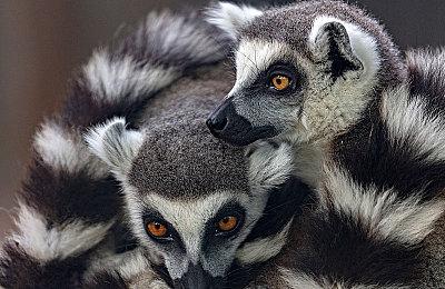 欧美任天堂上线Switch 2021年终回顾网站 玩家可登录查询