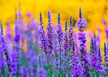 索尼高管谈《星鸣特攻》失败：会继续专注在线服务游戏