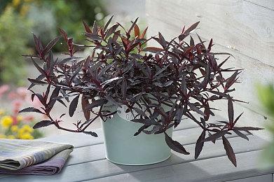 据称《波斯王子：失落的王冠》首年销量已达130万